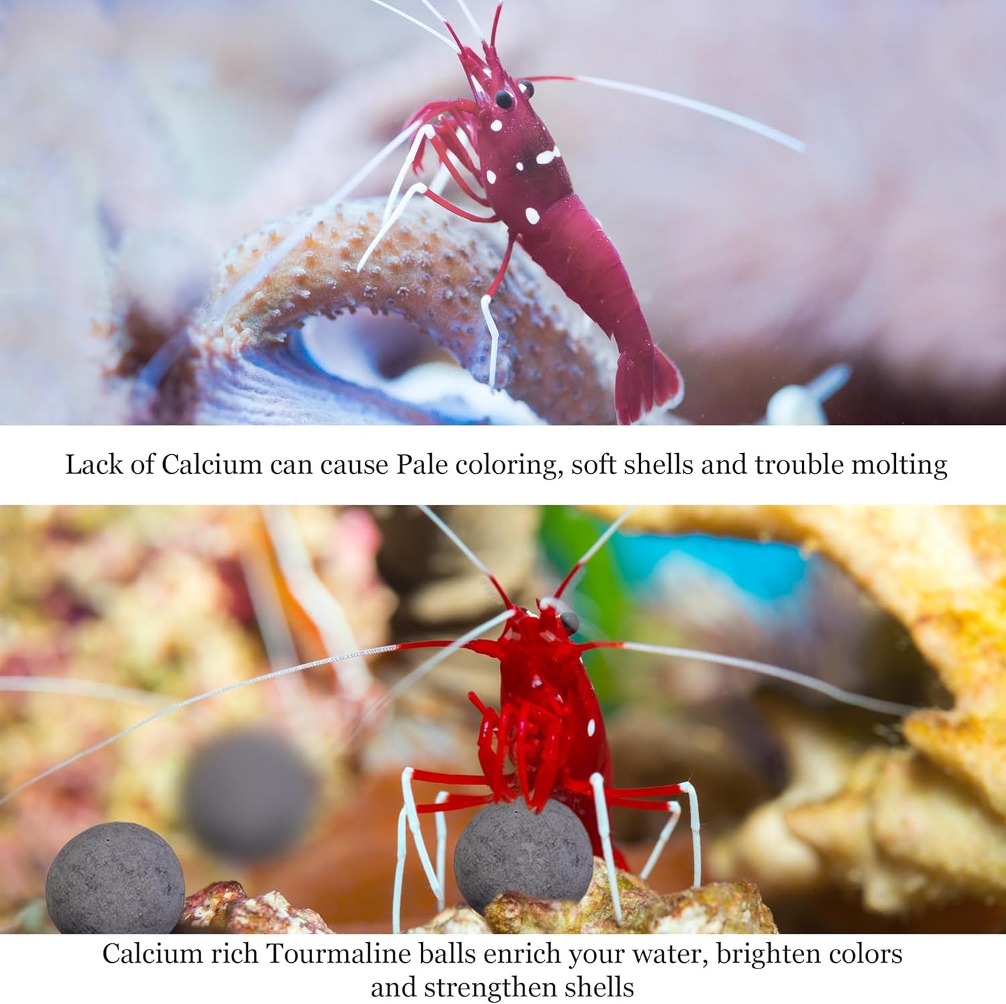 SunGrow Shrimp Balls, Calcium-Rich Balls, Successful Shedding, Increase Survival Rate, Impart Vibrance, Cool Décor with Wellness Benefits