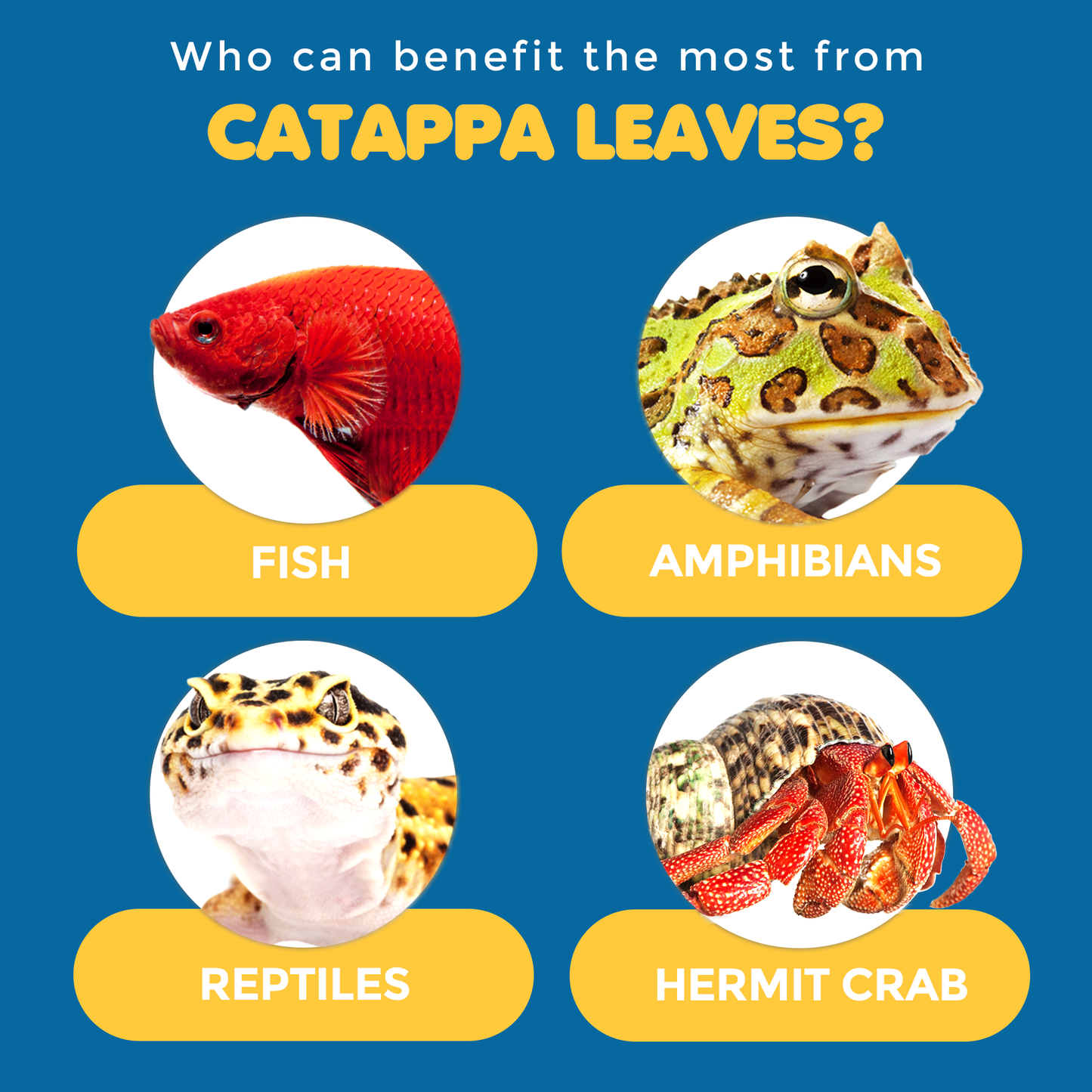 SunGrow - 50 pcs Catappa Indian Almond Leaves