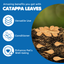 SunGrow - 50 pcs Catappa Indian Almond Leaves
